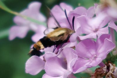 Close-up of bee pollinating on purple flower