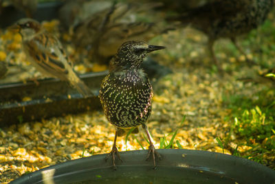 Close-up of bird perching on ground