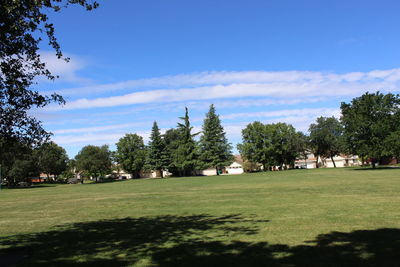 Trees on grassy field in park