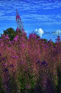 Low angle view of pink flowers