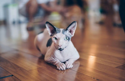 Portrait of sphynx hairless cat sitting on hardwood floor