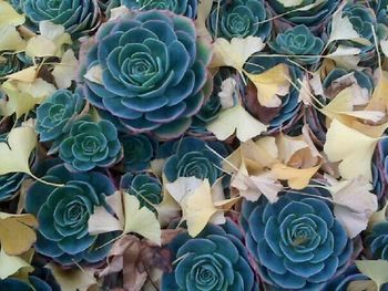 Full frame of colorful flowers