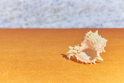 Close-up of a shell on the table