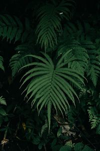 High angle view of fern leaves at night