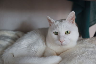 Close-up portrait of a cat