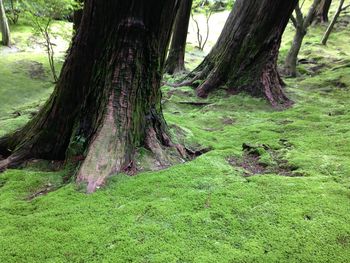 Trees growing in field