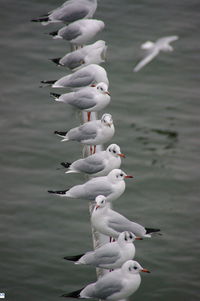 Close-up of seagull flying over lake