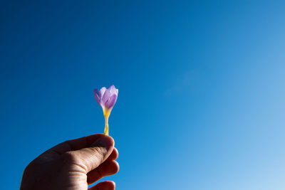 Close-up of hand holding flower against blue sky