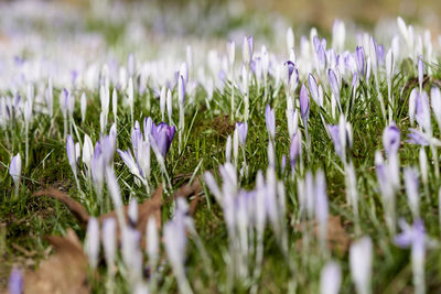 Close-up of purple crocus flowers on field