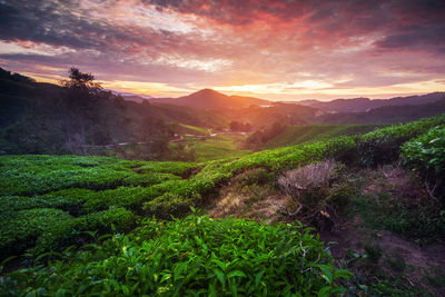 Scenic view of field against sky at sunset