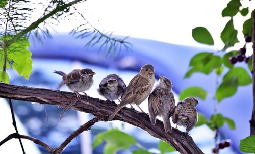 Low angle view of bird perching on branch