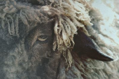 Close-up of human eye