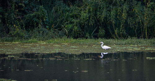 Seagulls perching on a lake