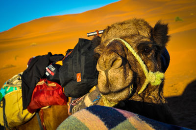 View of people on land against sky during sunset