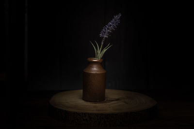 Close-up of potted plant on table against black background