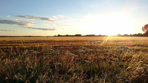 Scenic view of field against sky at sunset