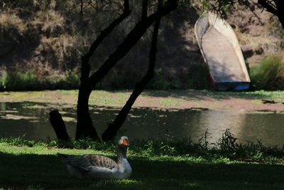 View of bird on lakeshore