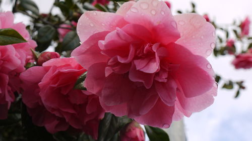 Close-up of pink flowers