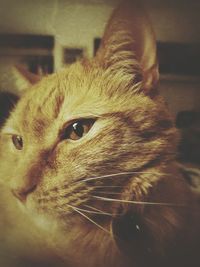 Close-up of cat