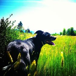 Dog grazing on grassy field