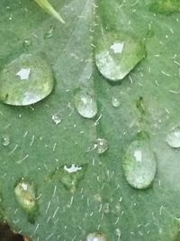 High angle view of wet leaf floating on water