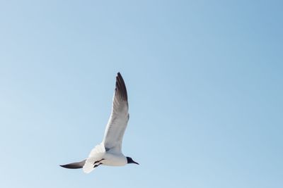 Low angle view of seagull flying in sky