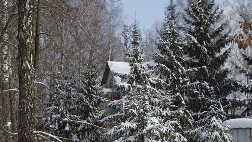 Bare trees on snow covered landscape