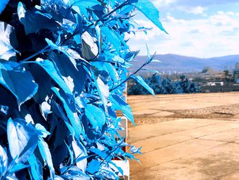 Close-up of plant on field against blue sky