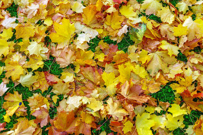 High angle view of yellow maple leaves