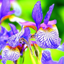 Close-up of purple flowers blooming outdoors