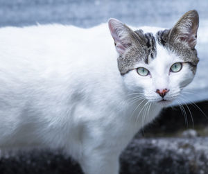 Close-up portrait of a cat