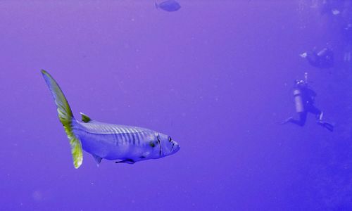 Fish swimming in purple sea against scuba divers