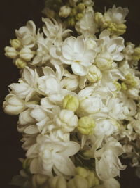 Close-up of white flower