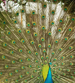 Close-up of peacock feathers