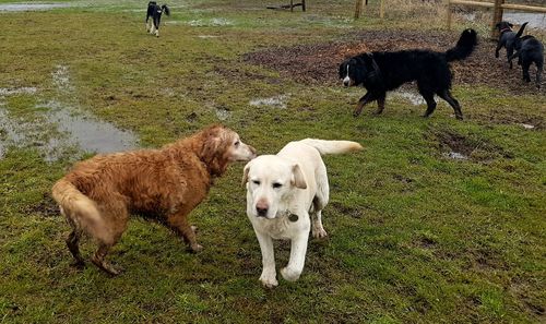 Dogs on field