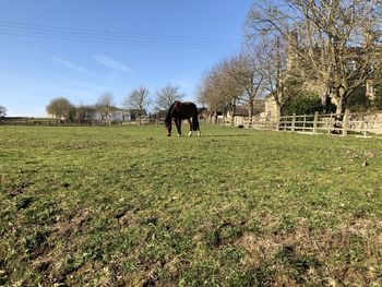 View of a horse on field