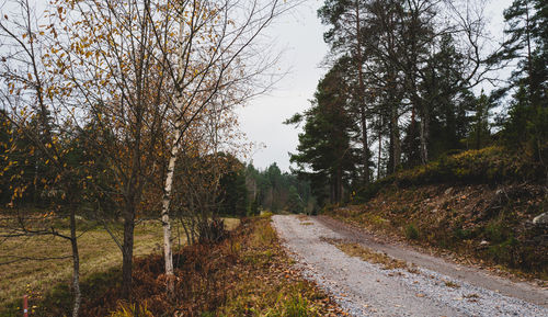 Road amidst trees in forest against sky