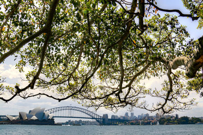 View of tree by river against sky