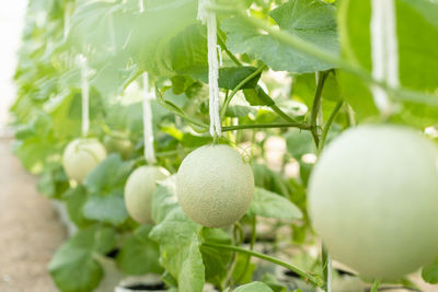 Close-up of fruits growing on plant