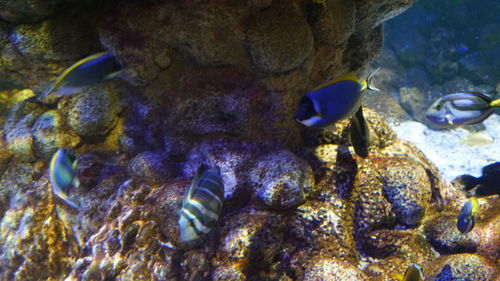 Close-up of fish swimming in sea