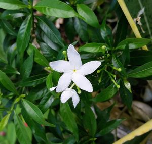 Close-up of flowers blooming outdoors