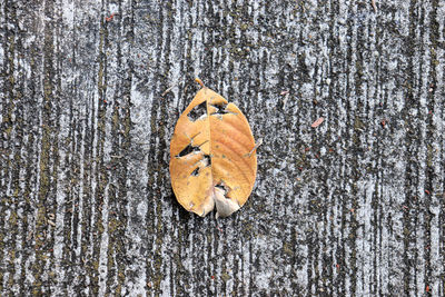 Close-up of leaf on tree trunk