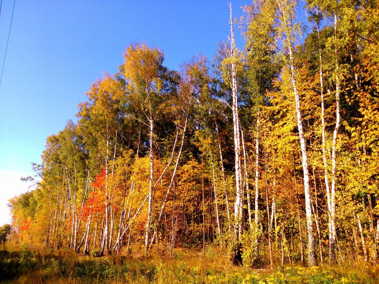 tree, tranquility, clear sky, growth, tranquil scene, blue, nature, beauty in nature, scenics, forest, tree trunk, woodland, landscape, non-urban scene, low angle view, sunlight, field, day, green color, idyllic