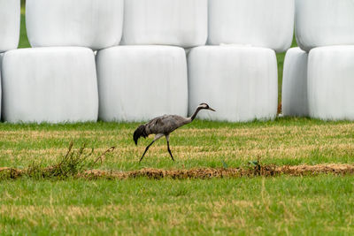 Side view of a crane bird on field