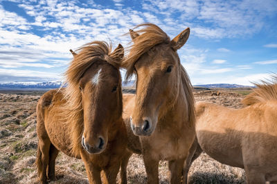 Close-up of icelandic horses standing on field against blue cloudy sky