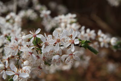 Close-up of fresh white flowers blooming in park