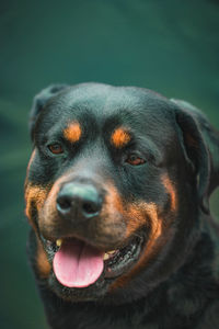 Close-up portrait of dog