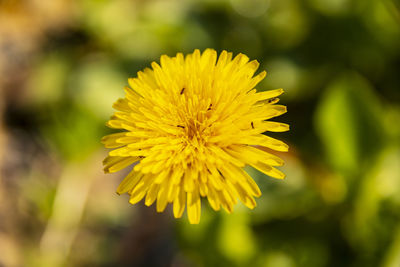 Close-up of yellow flowering plant