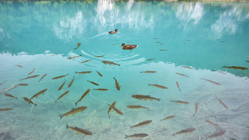 Fish and birds swimming in lake