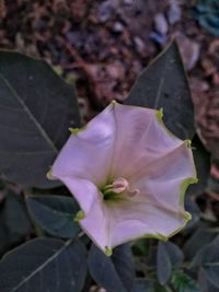 Close-up of rose blooming outdoors